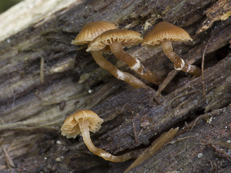 Galerina pseudocamerina